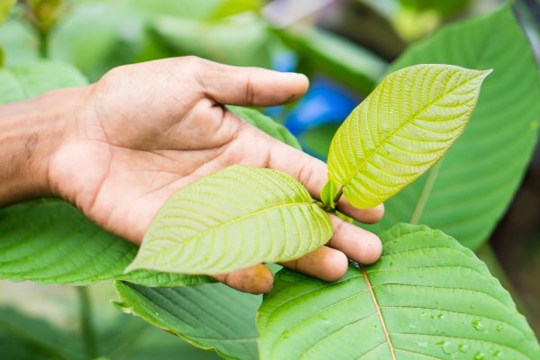 white borneo kratom